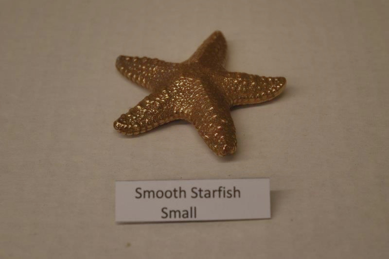 Smooth Starfish Small