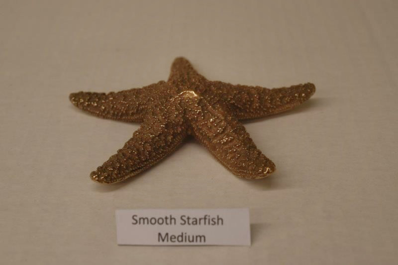 Smooth Starfish Medium