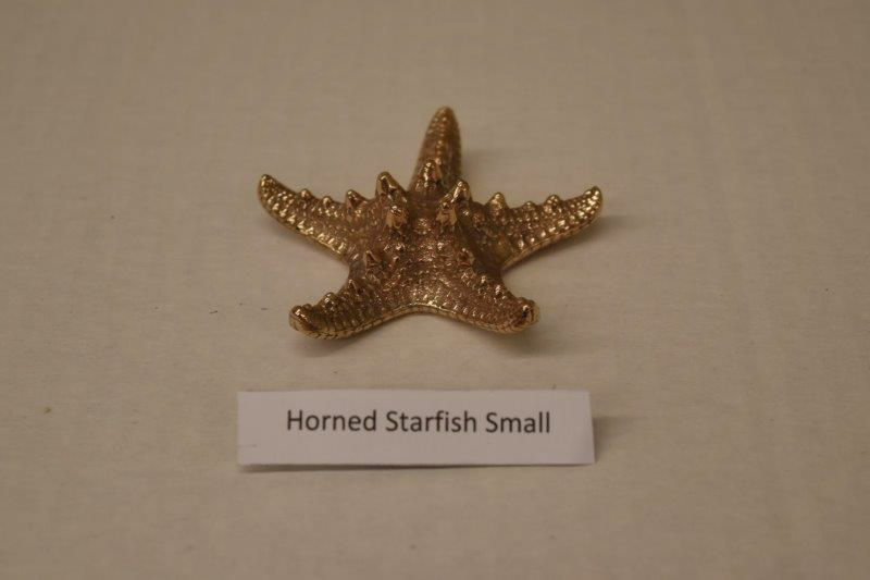 Horned Starfish Small