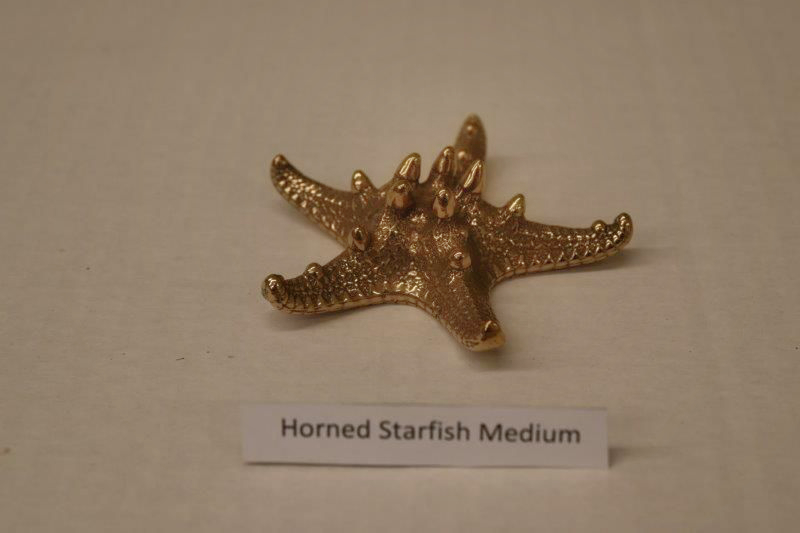 Horned Starfish Medium