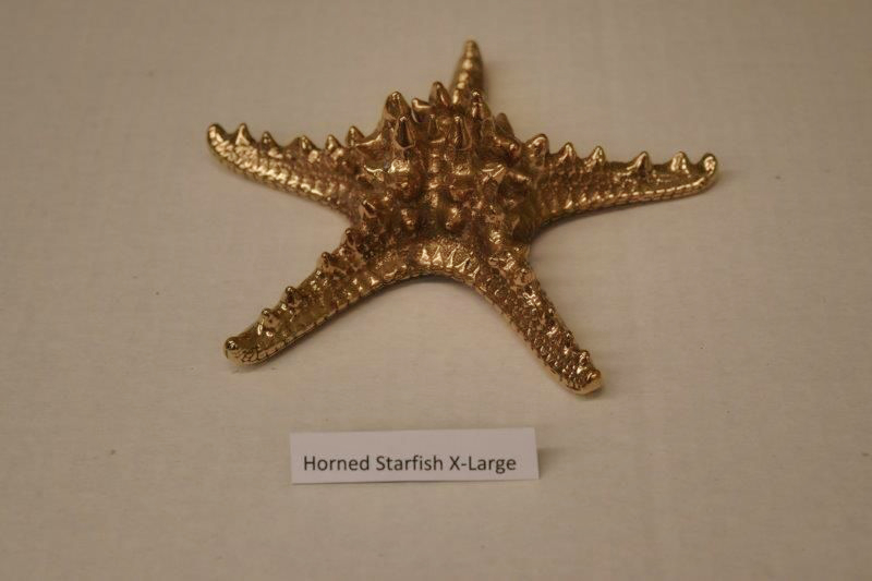 Horned Starfish X-Large