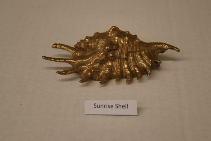 Sunrise Shell