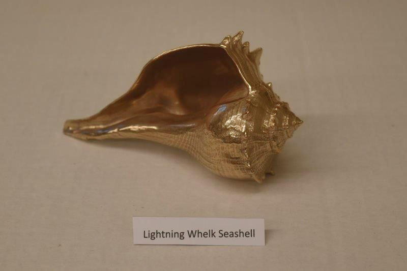 Lighting Whelk Seashell