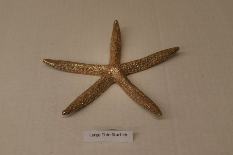 Large Thin Starfish