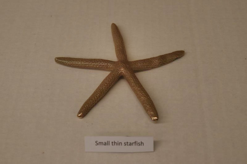 Small thin starfish